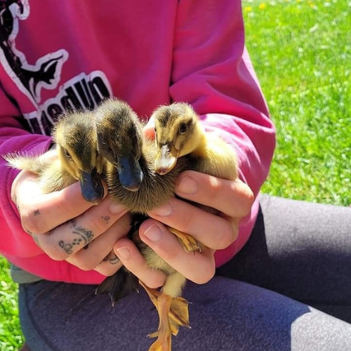 holding 3 ducklings